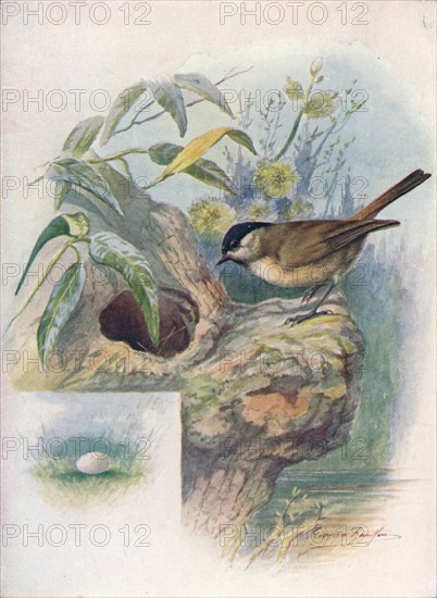 'Marsh-Tit - Pa'rus palus'tris', c1910, (1910). Artist: George James Rankin.