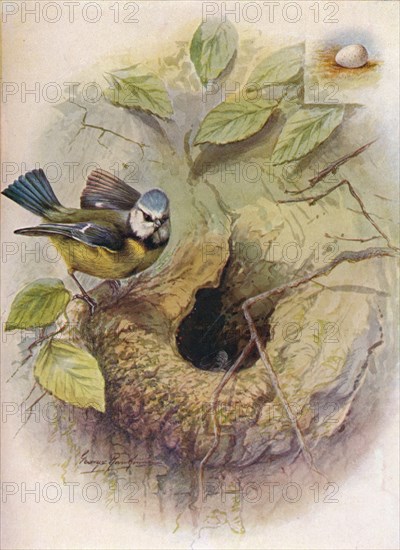 'Blue Tit - Pa'rus caeru'leus', c1910, (1910). Artist: George James Rankin.