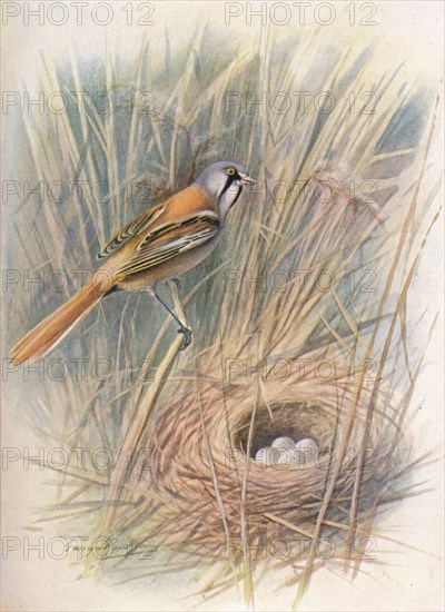 'Bearded-Tit or Reedling - Panu'rus biar'micus', c1910, (1910). Artist: George James Rankin.