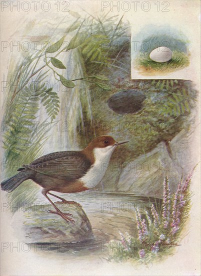 'Dipper or Water-Ousel - Cin'clus aquat'icus', c1910, (1910). Artist: George James Rankin.