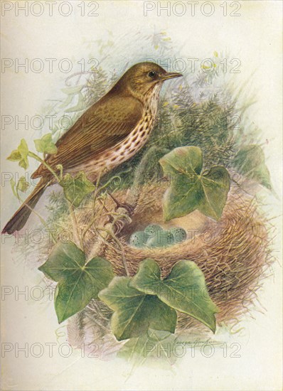 'Song-Thrush or Mavis - Tur'dus mu'sicus', c1910, (1910). Artist: George James Rankin.