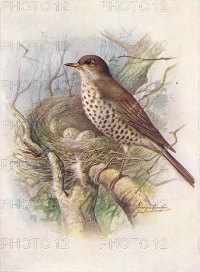 'Mistle-Thrush - Tur'dus visciv'orus', c1910, (1910). Artist: George James Rankin.