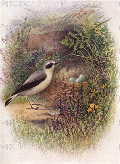 'Wheatear - Saxic'ola oenan'the', c1910, (1910). Artist: George James Rankin.