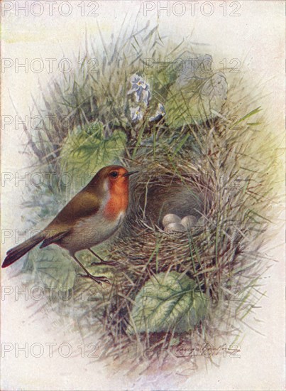 'Redbreast or Robin - Erith'acus rubec'ula', c1910, (1910). Artist: George James Rankin.