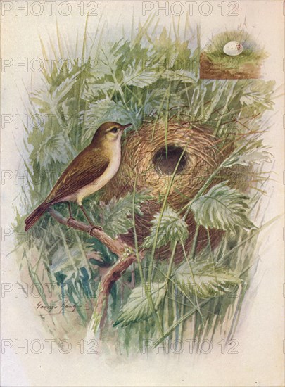 'Chiff-Chaff - Phyllos'copus ru'fus', c1910, (1910). Artist: George James Rankin.