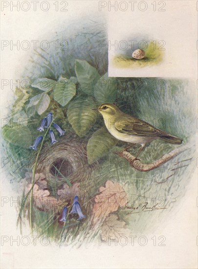 'Wood-Wren - Phyllos'copus sibila'trix', c1910, (1910). Artist: George James Rankin.