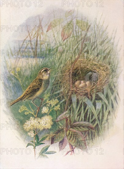 'Sedge-Warbler - Acroceph'alus phragmi'tis', c1910, (1910). Artist: George James Rankin.