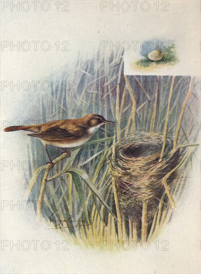 'Reed-Warbler - Acroceph'alus strep'erus', c1910, (1910). Artist: George James Rankin.