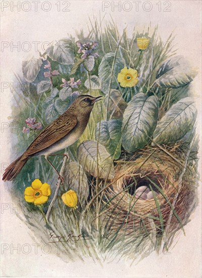 'Grasshopper-Warbler - Locustel'la nae'via', c1910, (1910). Artist: George James Rankin.