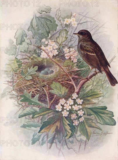 'Hedgesparrow - Accen'tor modula'ris', c1910, (1910). Artist: George James Rankin.