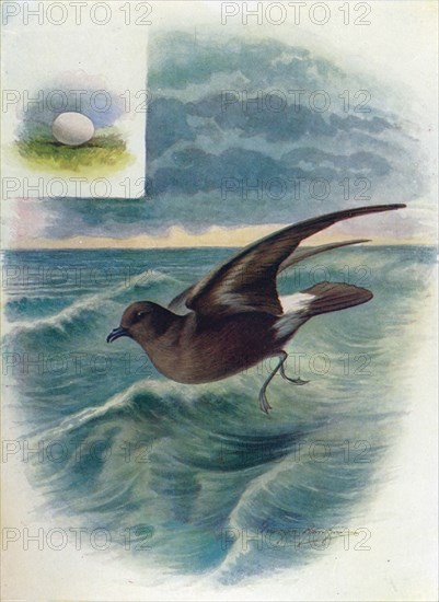 'Storm Petrel - Procellar'ia pela'gica', c1910, (1910). Artist: George James Rankin.