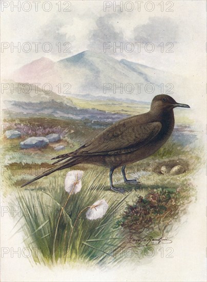 'Arctic or Richardson's Skua - Stercorarius crepida'lus', c1910, (1910). Artist: George James Rankin.