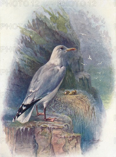 'Herring Gull - Lar'us argenta'tus', c1910, (1910). Artist: George James Rankin.