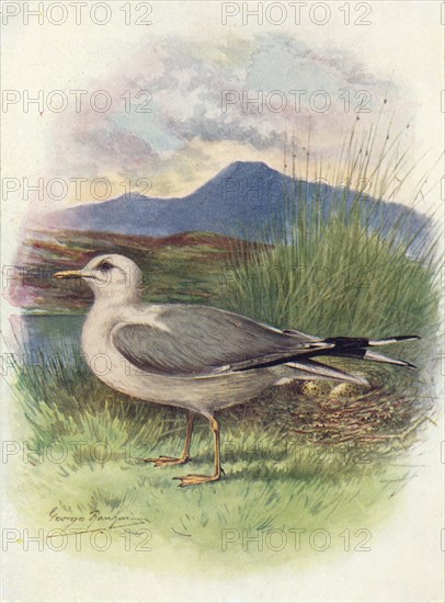 'Common Gull - Lar'us can'us', c1910, (1910). Artist: George James Rankin.