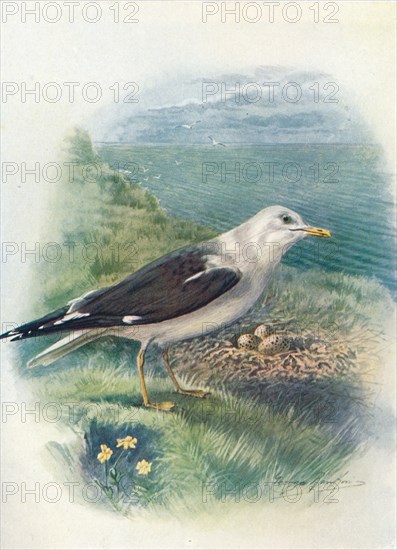 'Lesser Black-Backed Gull - Lar'us fus'cus', c1910, (1910). Artist: George James Rankin.