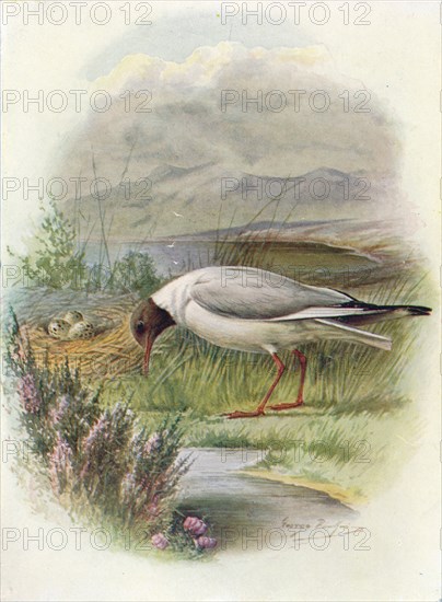 'Black-Headed Gull - Lar'us ridibun'dus', c1910, (1910). Artist: George James Rankin.