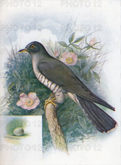 'Cuckoo - Cuc'ulus cano'rus', c1910, (1910). Artist: George James Rankin.