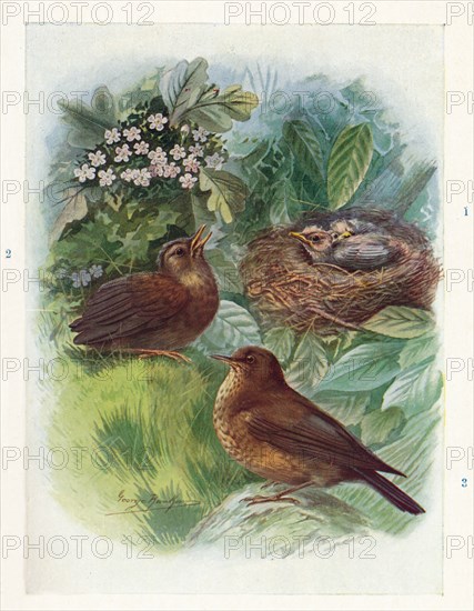 'A Typical Nidicolous Nestling - Three Stages. Blackbird', c1910, (1910). Artist: George James Rankin.