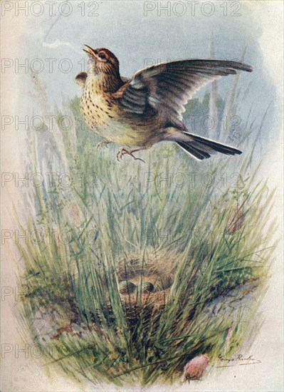 'Skylark - Alau'da arven'sis', c1910, (1910). Artist: George James Rankin.