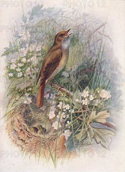 'Nightingale - Dau'lias luscin'ia', c1910, (1910). Artist: George James Rankin.