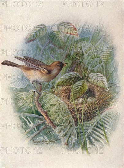 'Garden-Warbler - Syl'via horten'sis', c1910, (1910). Artist: George James Rankin.