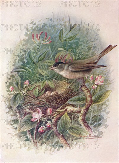 'Blackcap - Syl'via atricapil'la', c1910, (1910). Artist: George James Rankin.