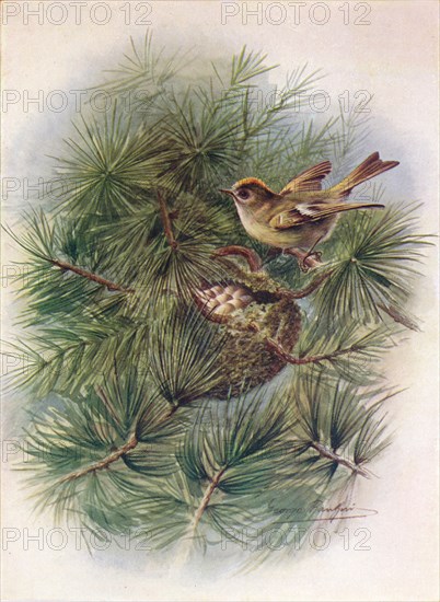 'Goldcrest - Reg'ulus crista'tus', c1910, (1910). Artist: George James Rankin.