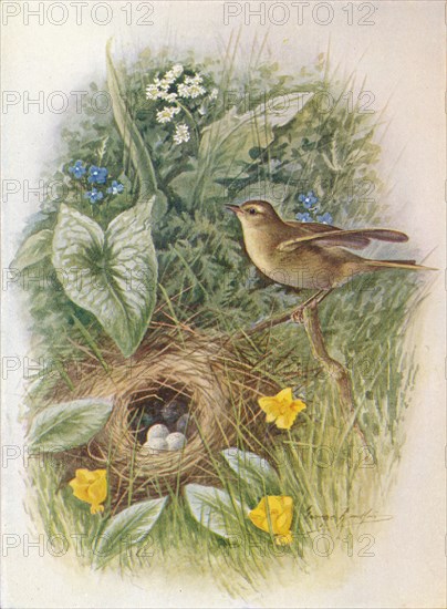 'Willow-Wren - Phyllos'copus tro'chilus', c1910, (1910). Artist: George James Rankin.