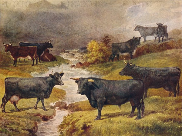 Welsh Black cattle, c1906 (c1910). Artist: Unknown.