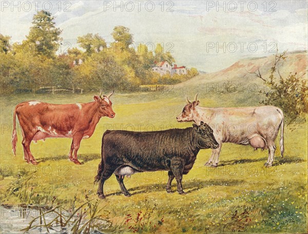 Polled Aberdeen and Ayrshire cows, 1902 (1910). Artist: WR Woods.