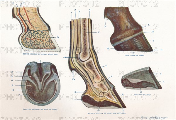 Structure of the foot of a horse, c1907 (c1910). Artist: RE Holding.