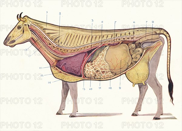 Median section of a cow, showing principal organs of digestion, etc, c1905 (c1910). Artist: Unknown.