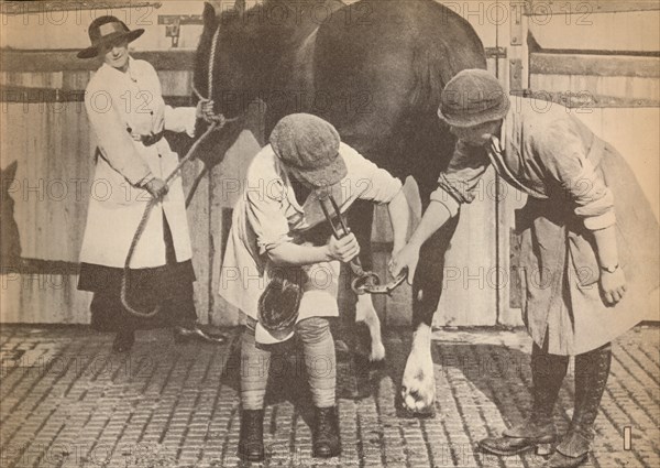 'Women as farriers in the horse hospital of a big firm of haulage contactors', c1916, (1935). Artist: Unknown.