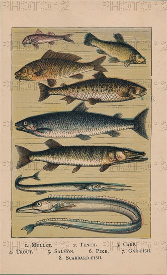'Fish', 1907, (1907). Artist: Unknown.