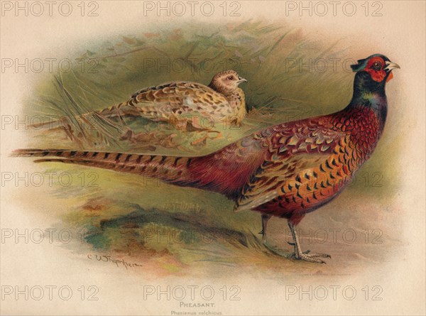 'Pheasant (Phasianus colchicus)', 1900, (1900). Artist: Charles Whymper.