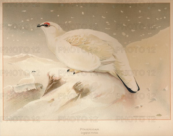 'Ptarmigan (Lagopus mutus)', 1900, (1900). Artist: Charles Whymper.