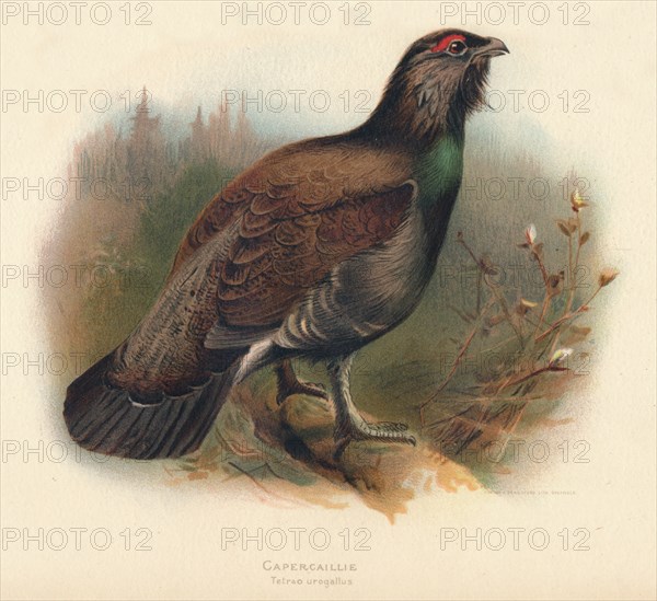 'Capercaillie (Tetrao urogallus)', 1900, (1900). Artist: Charles Whymper.