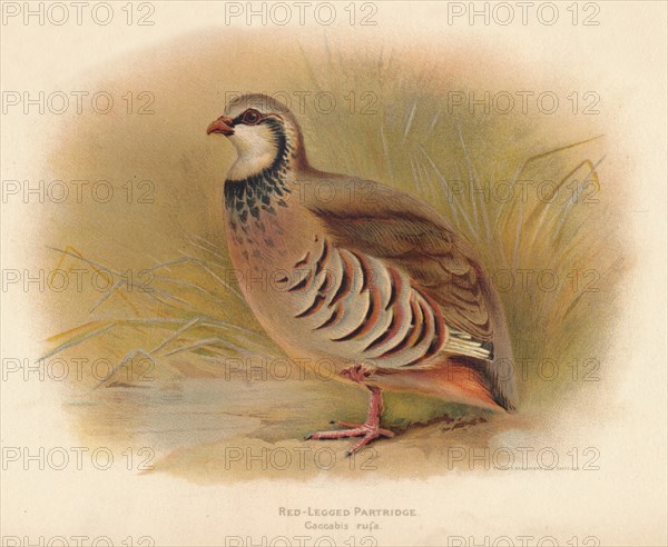 'Red-Legged Partridge (Caccabus rufa)', 1900, (1900). Artist: Charles Whymper.