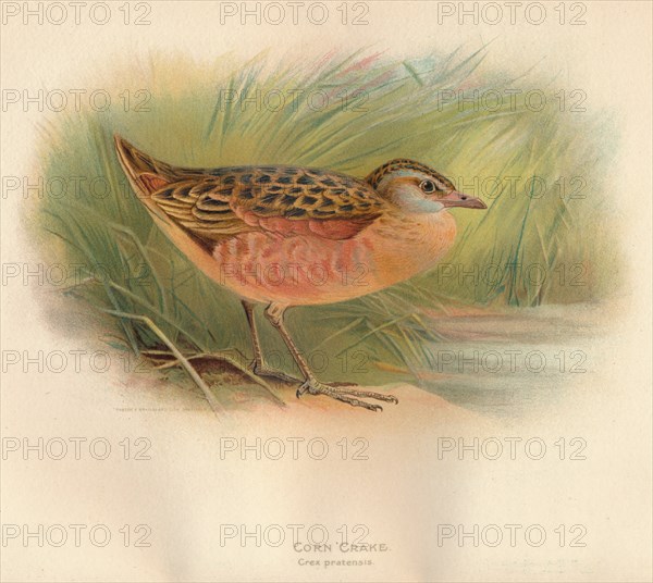 'Corn Crake (Crex pratensis)', 1900, (1900). Artist: Charles Whymper.