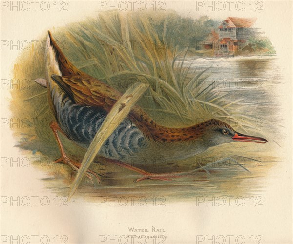 'Water Rail (Rallus aquaticus)', 1900, (1900). Artist: Charles Whymper.