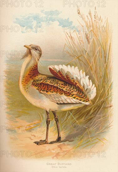 'Great Bustard (Otis tarda)', 1900, (1900). Artist: Charles Whymper.