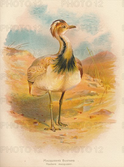 'Macqueen's Bustard (Houbara macqueeni)', 1900, (1900). Artist: Charles Whymper.