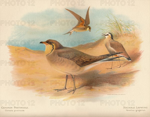 'Common Pratincole (Glareola pratincola), Sociable Lapwing (Vanellus gregarius)', 1900, (1900). Artist: Charles Whymper.