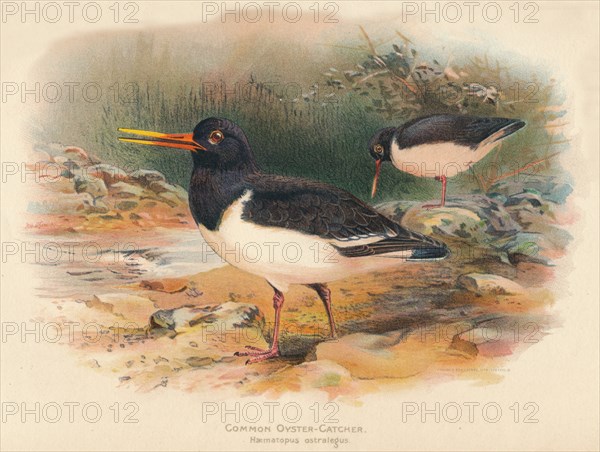 'Common Oyster-Catcher (Haematopus ostralegus)', 1900, (1900). Artist: Charles Whymper.