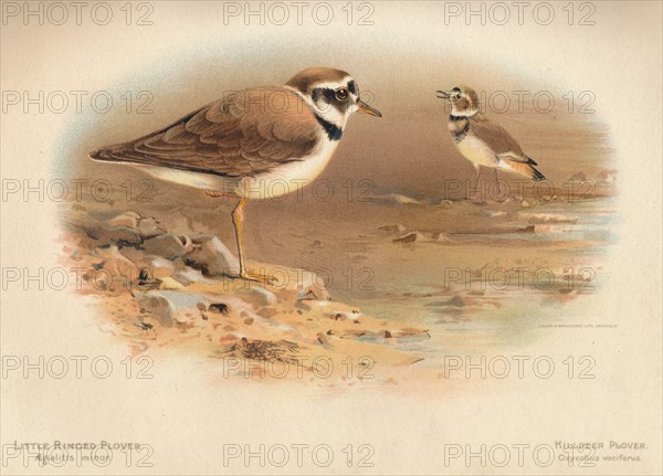 'Little Ringed Plover (Aegialitis minor), Killdeer Plover (Oxyechus vociferus)', 1900, (1900). Artist: Charles Whymper.