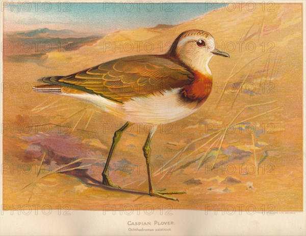 'Caspian Plover (Ochthodromus asiaticus)', 1900, (1900). Artist: Charles Whymper.