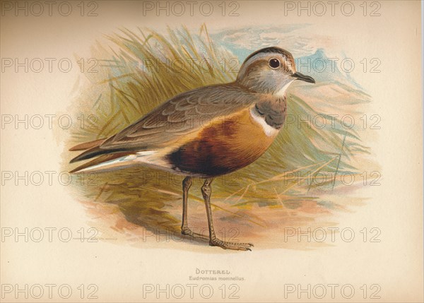 'Dotterel (Eudromias morinellus)', 1900, (1900). Artist: Charles Whymper.