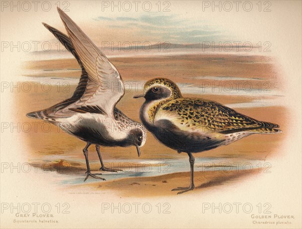 'Grey Plover (Squatarola helvetica), Golden Plover (Charadrius pluvialus)', 1900, (1900). Artist: Charles Whymper.