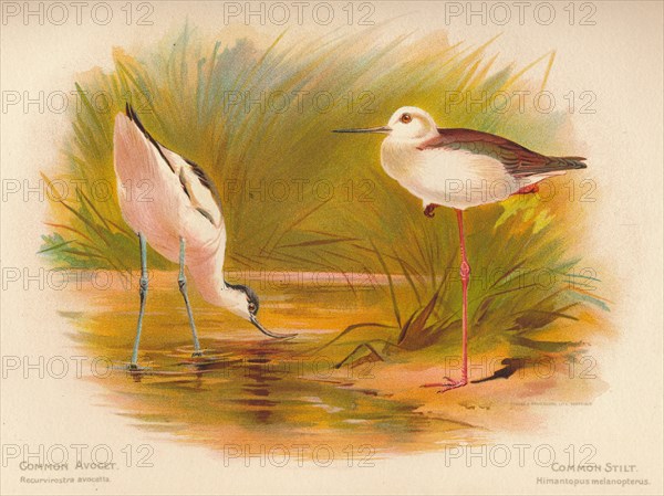 'Common Avocet (Recurvirostra avocetta), Common Stilt (Himantopus melanopterus)', 1900, (1900). Artist: Charles Whymper.