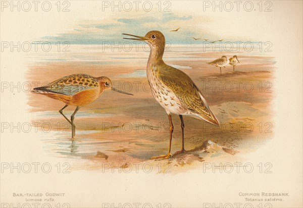 'Bar-Tailed Godwit (Limosa rufa), Common Redshank (Totanus)', 1900, (1900). Artist: Charles Whymper.